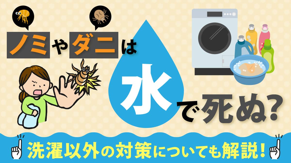 ノミやダニは水で死ぬ？洗濯以外の対策についても解説！