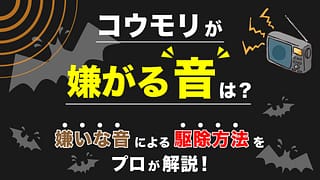 コウモリが嫌がる音は？嫌いな音による駆除方法をプロが解説！