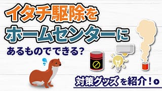 イタチ駆除をホームセンターにあるものでできる？対策グッズを紹介！