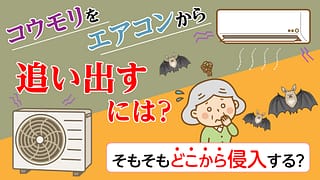 コウモリをエアコンから追い出すには？そもそもどこから侵入する？