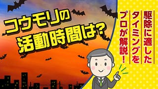 コウモリの活動時間は？駆除に適したタイミングをプロが解説！