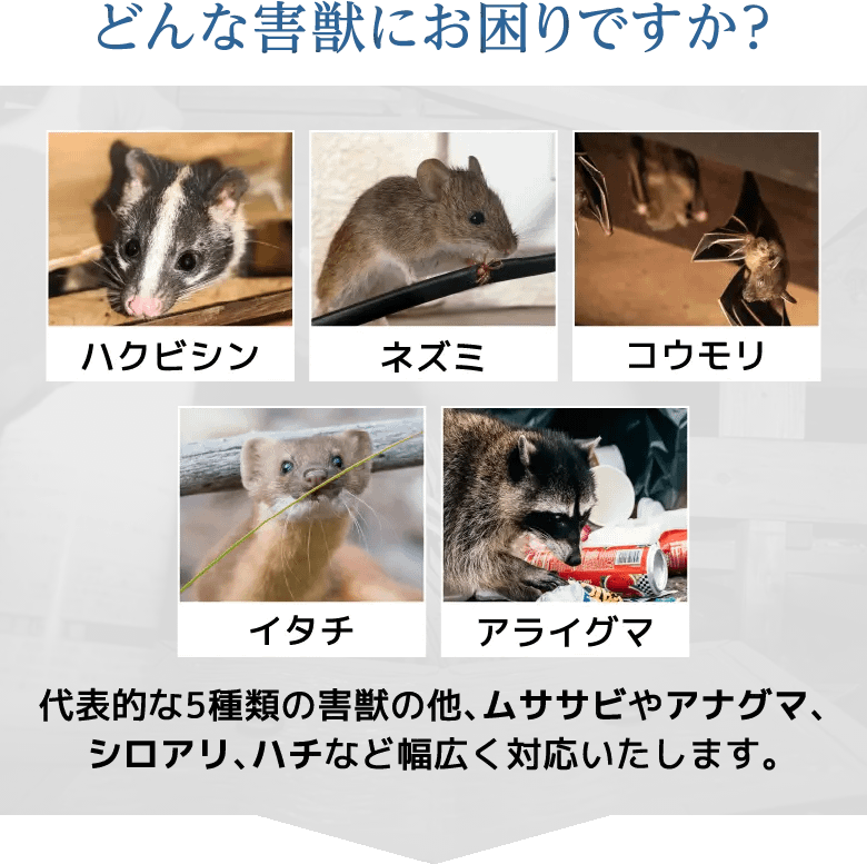 どんな害獣にお困りですか？　ハクビシン　ネズミ　コウモリ　イタチ　アライグマ　代表的な5種類の害獣の他、ムササビやアナグマ、シロアリ、ハチなど幅広く対応いたします。